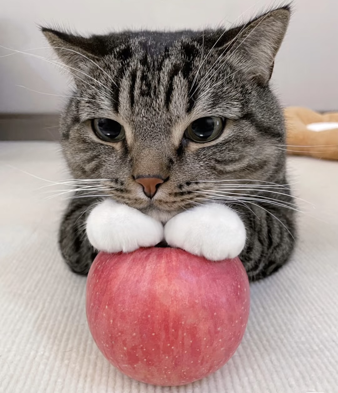 Milo - Apple Pillow